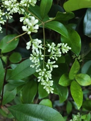 Ligustrum japonicum