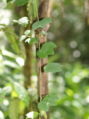 Passiflora lancearia