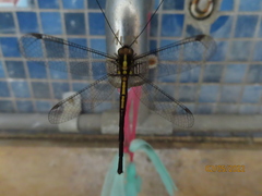 Suphalomitus formosanus