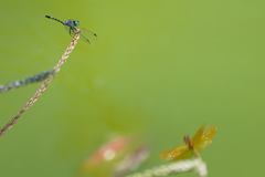 Micrathyria pseudeximia