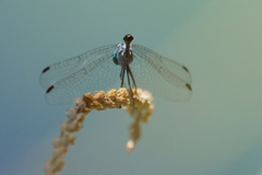 Micrathyria pseudeximia