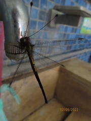 Suphalomitus formosanus