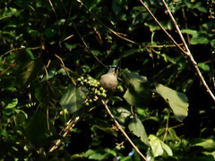 Dacnis nigripes