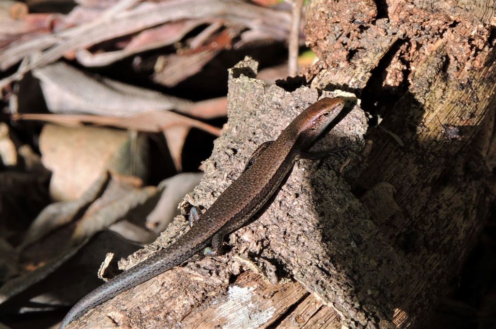 Delicate Garden Skink from Brisbane QLD, Australia on May 04, 2022 at ...