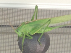 Tettigonia viridissima