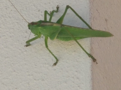 Tettigonia viridissima