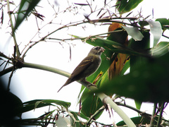 Sporophila frontalis