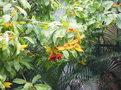 Sterculia lanceolata