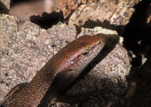 Dark-flecked Garden Sunskink