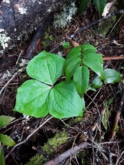Trillium ovatum