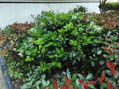 Ligustrum japonicum