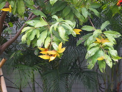 Sterculia lanceolata