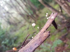 Marasmius alveolaris