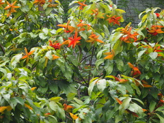 Sterculia lanceolata