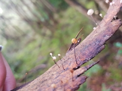 Marasmius alveolaris