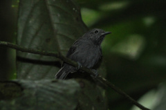Myrmotherula unicolor