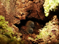 Xiphocolaptes albicollis