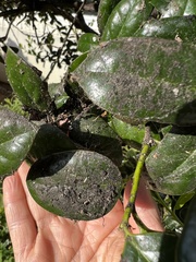 Leptoxyphium fumago
