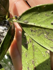 Leptoxyphium fumago