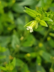 Lithospermum officinale