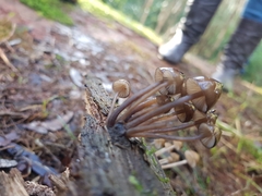 Mycena mulawaestris