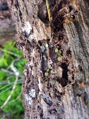 Chlorosplenium