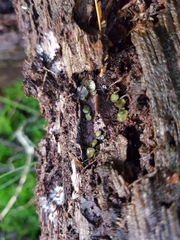 Chlorosplenium