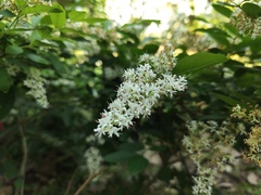 Ligustrum sinense