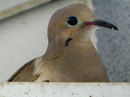 Zenaida macroura image
