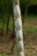 Phyllostachys edulis