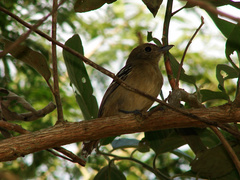 Thamnophilus ambiguus