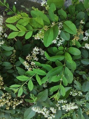 Ligustrum sinense