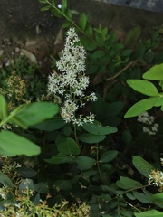 Ligustrum sinense