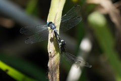 Micrathyria pseudeximia