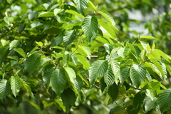 Camptotheca acuminata