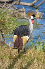 Balearica regulorum regulorum