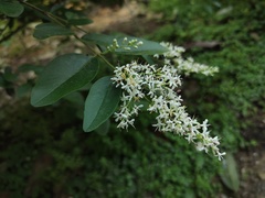 Ligustrum sinense