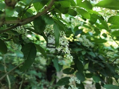 Ligustrum sinense