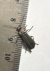 Podabrus brevicollis