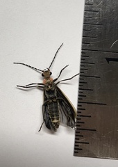 Podabrus brevicollis