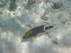 Cheilinus trilobatus