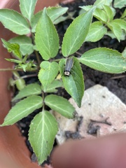 Podabrus brevicollis