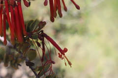 Tristerix penduliflorus