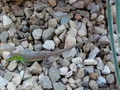 Cnemidophorus gramivagus