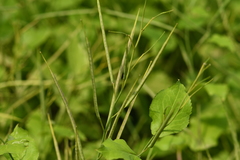 Orychophragmus violaceus