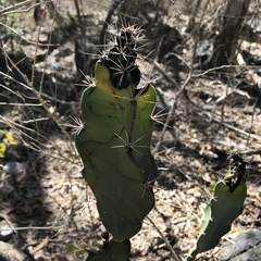 Acanthocereus tetragonus