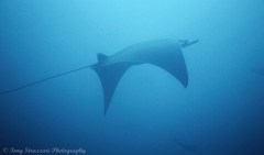 Mobula