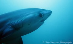 Pelagic Thresher photo 5