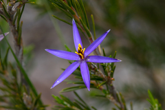 Calectasia intermedia