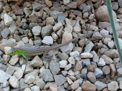 Cnemidophorus gramivagus